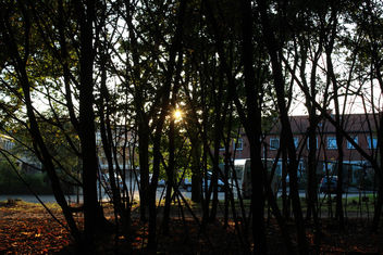 Sun through - бесплатный image #294171